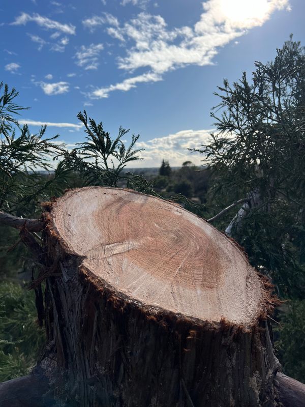 A close up of a tree stump with a blue sky in the background.