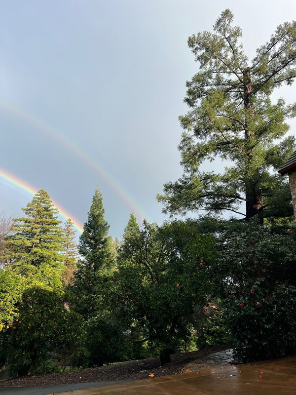 A rainbow is visible in the sky over a lush green forest.