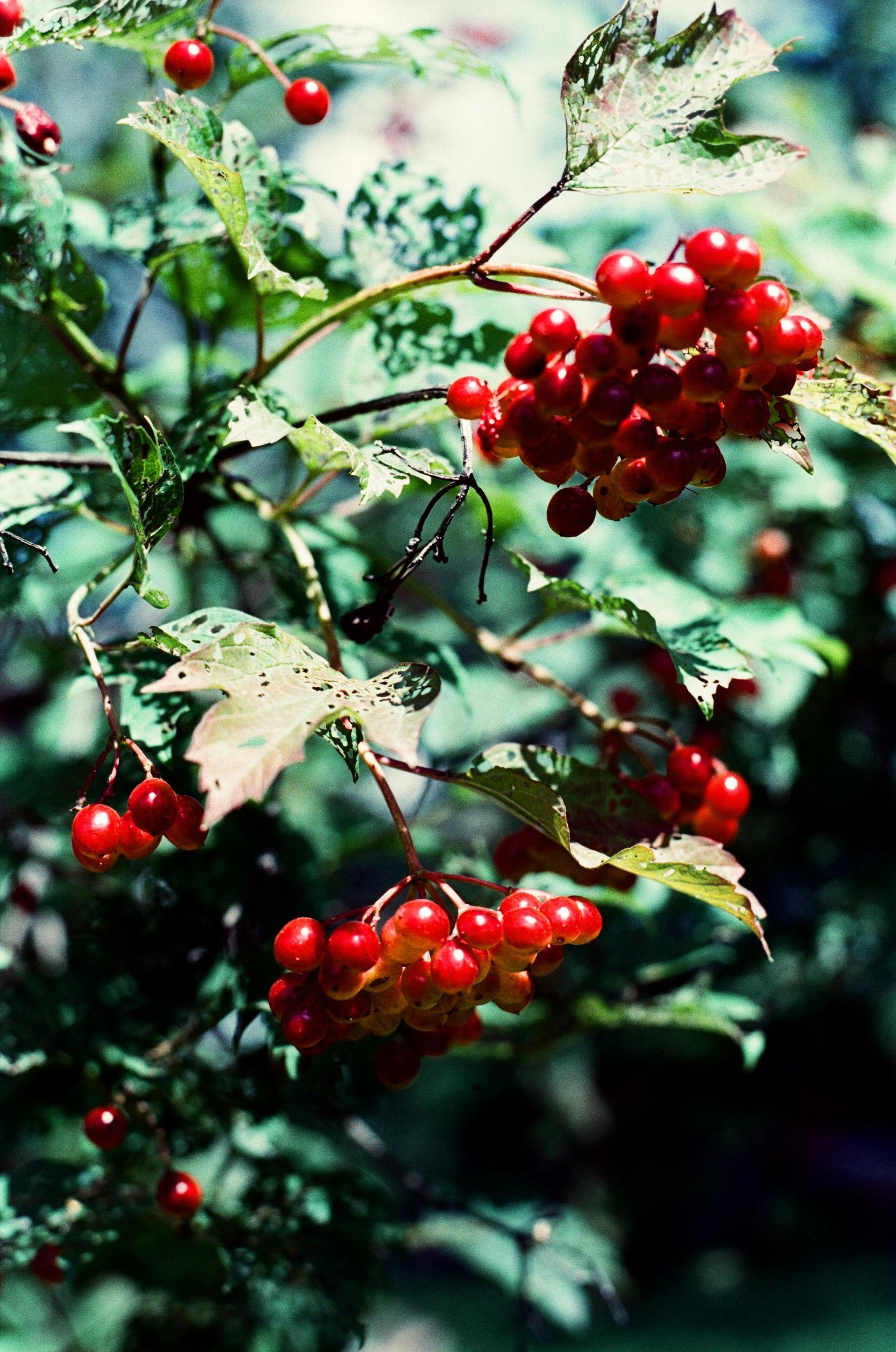 A bunch of red berries hanging from a tree branch.