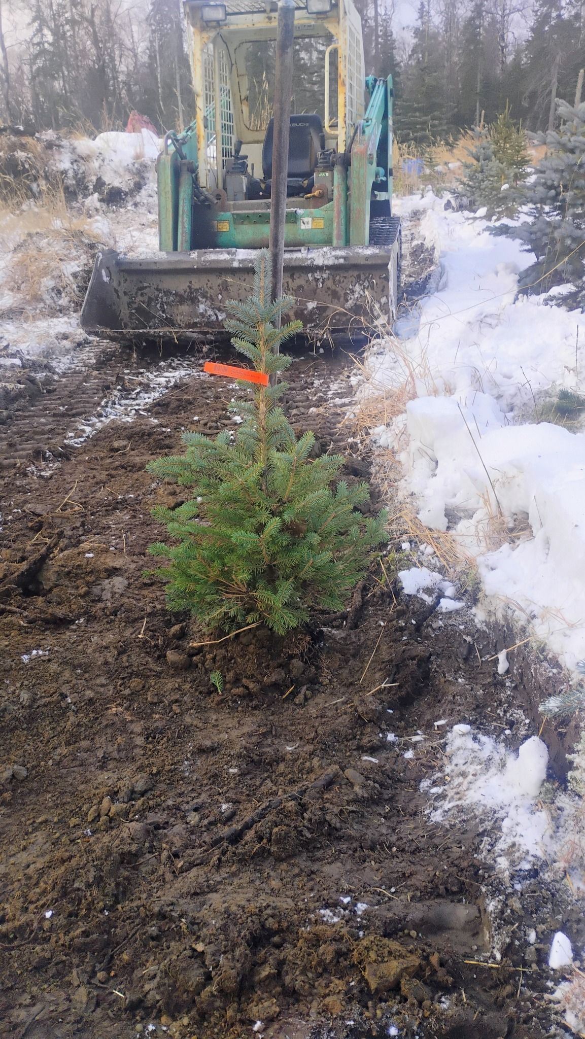 A small christmas tree is being planted in the dirt by a bulldozer.