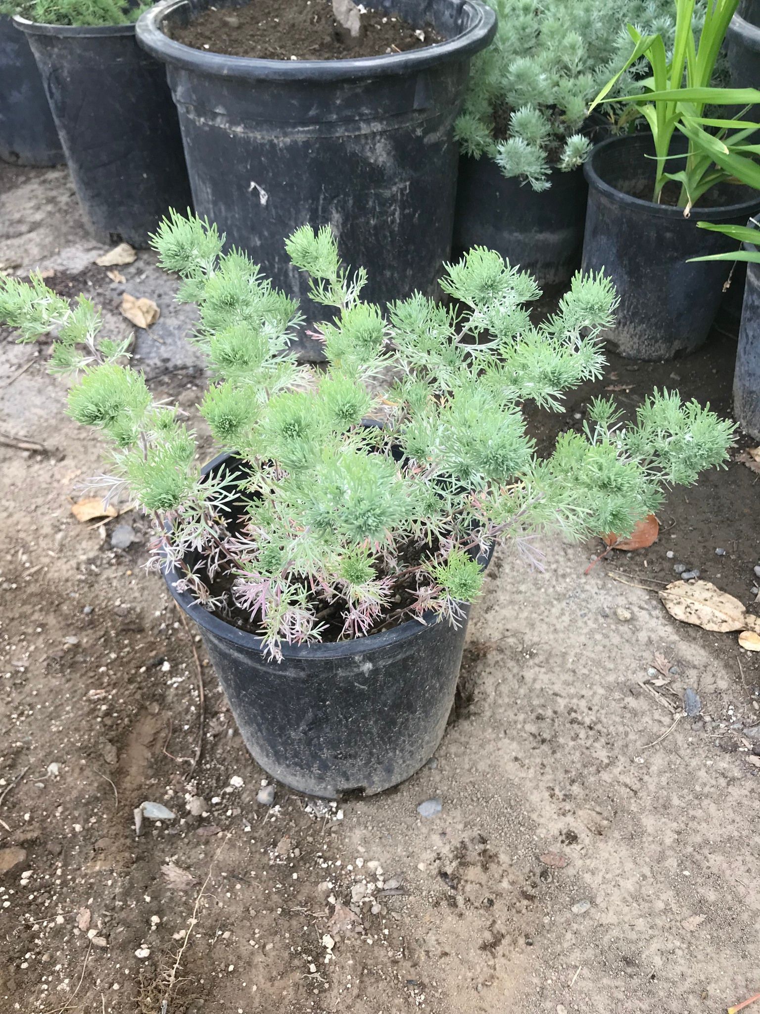 A small plant in a black pot is sitting on the ground next to other potted plants.