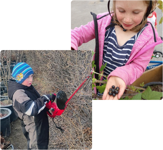 Emma Rhoads holding blueberries helping her dad at Alaska Trees & Nusery