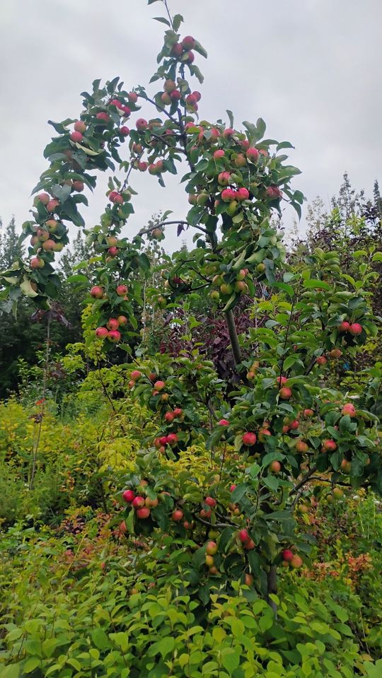 A tree with red apples growing on it in a garden.