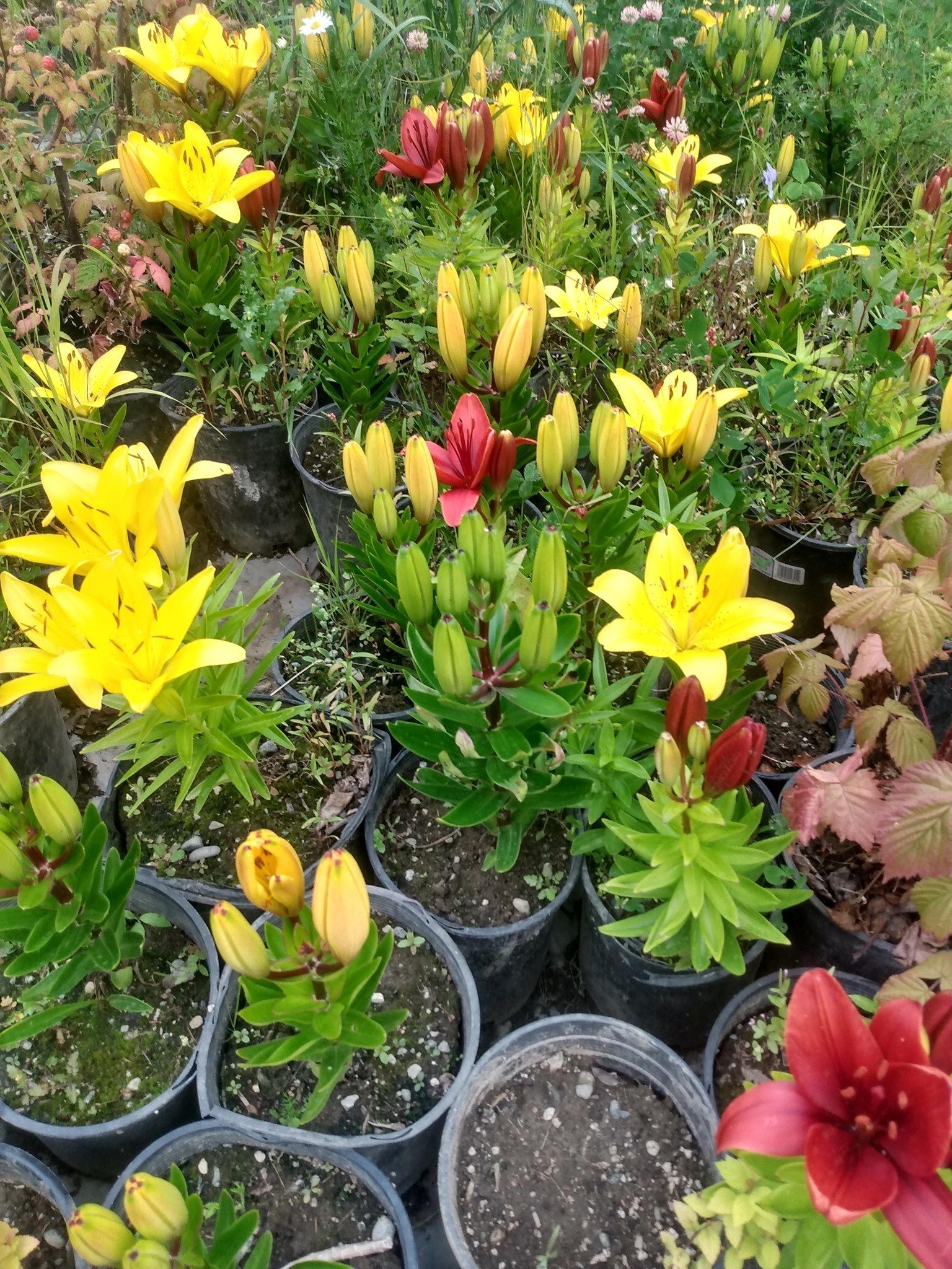 There are many different types of Asiatic Lillies for sale.