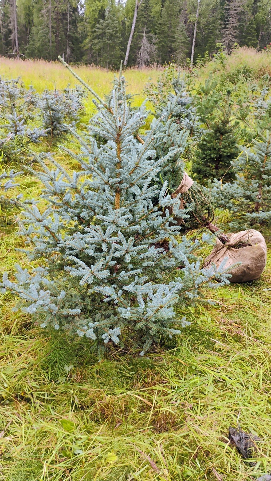 Colorado Blue Spruce wholesale Alaska nursery