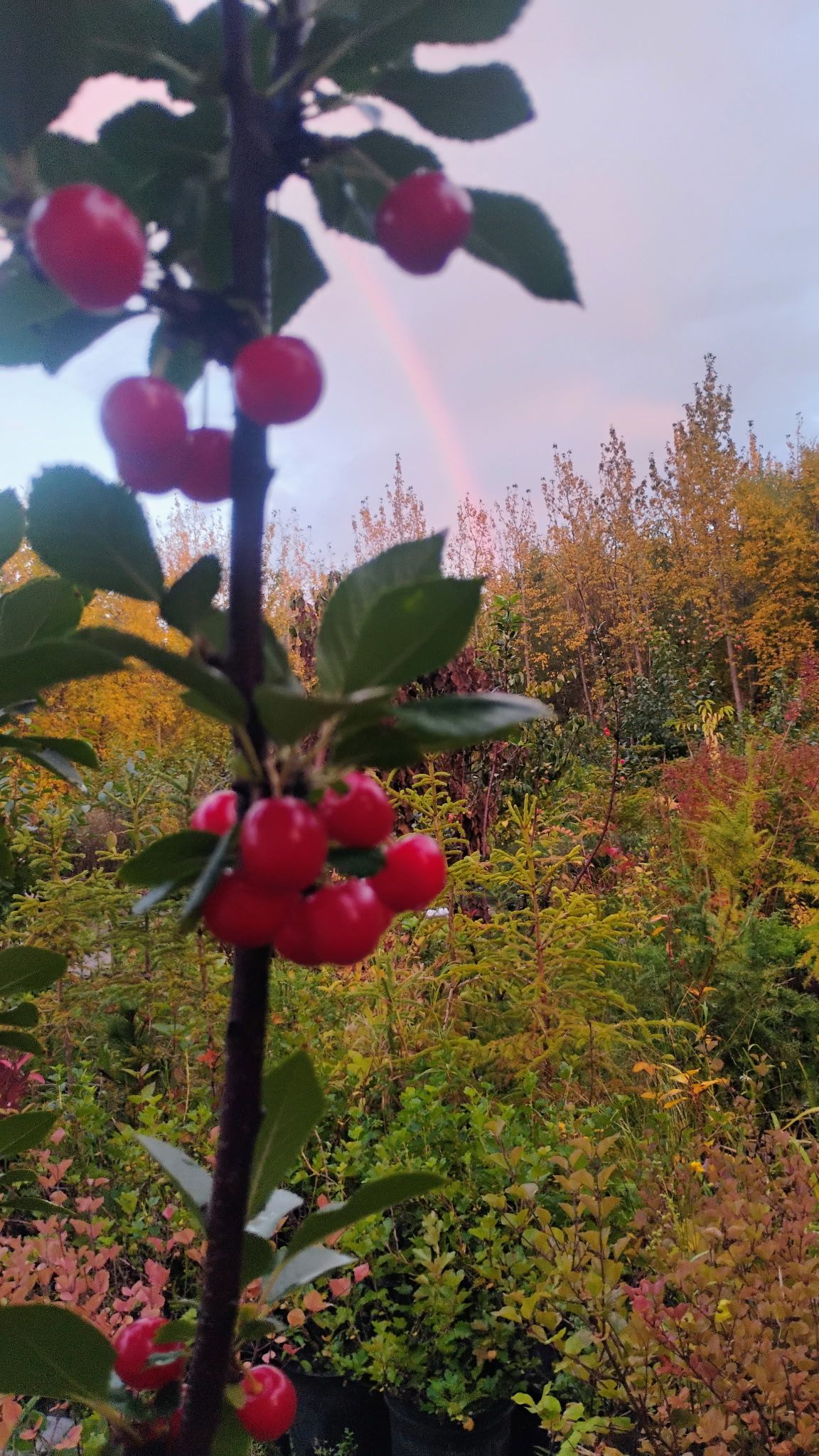 Evans Bali Cherry cherries hanging from a tree with a rainbow in the background.