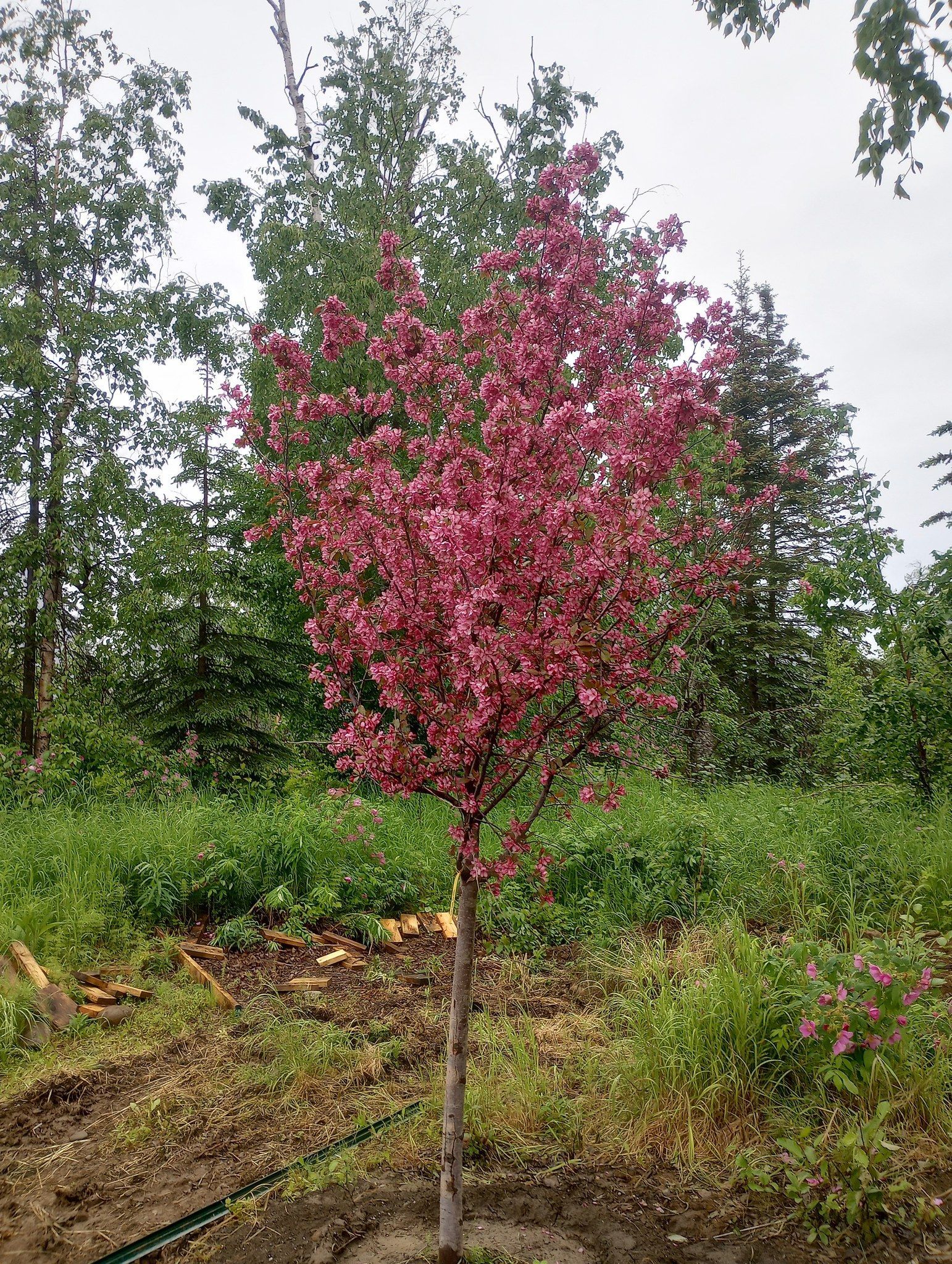 Flowering Crab Apples small tree with pink flowers is standing in the middle of a field.