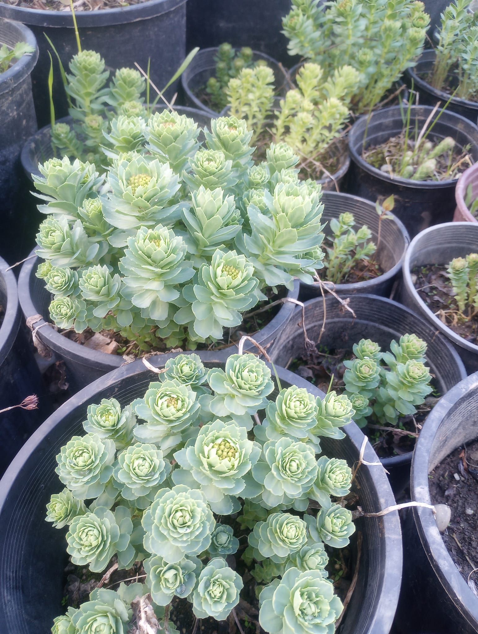 A bunch of potted plants are sitting on a table.