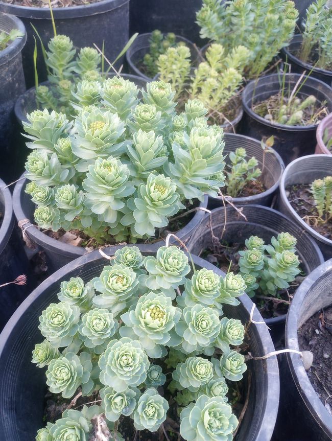 A bunch of potted plants are sitting on a table.