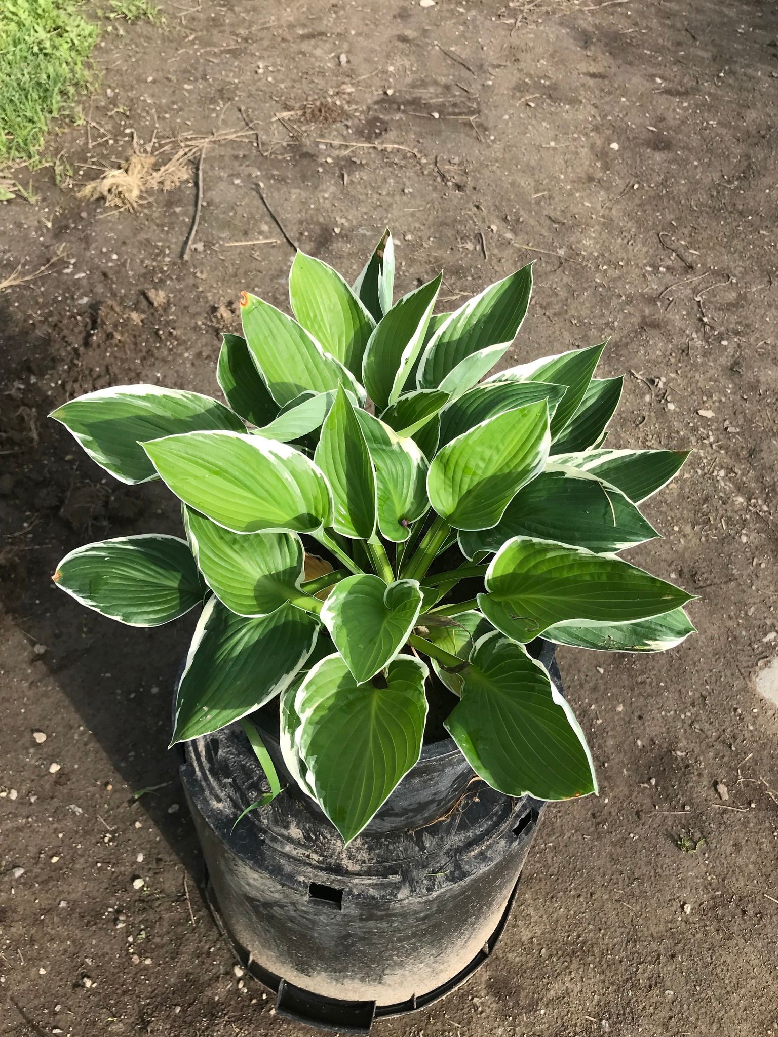 A small plant in a black pot is sitting on the ground.