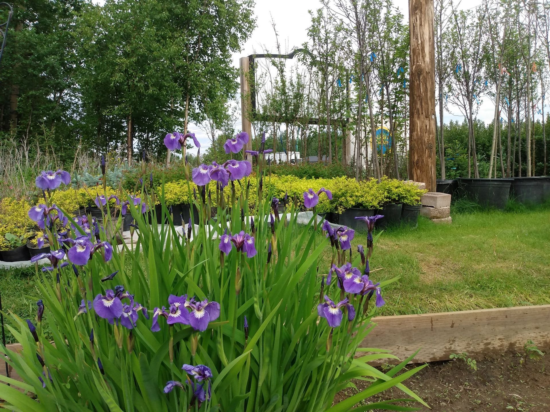 A bunch of purple flowers are growing in a garden