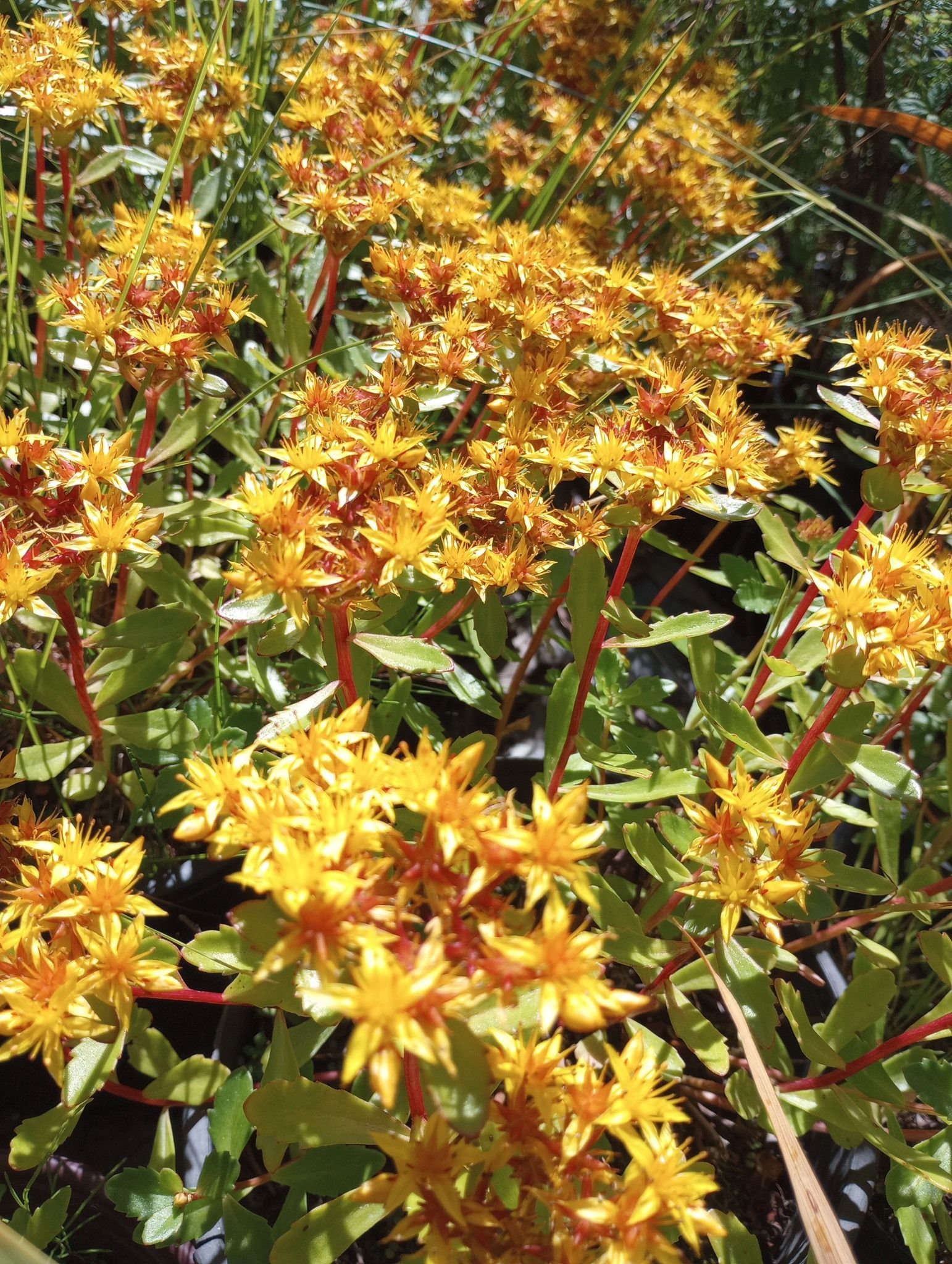 A bunch of yellow Kamchatka Sedum flowers are growing on a plant
