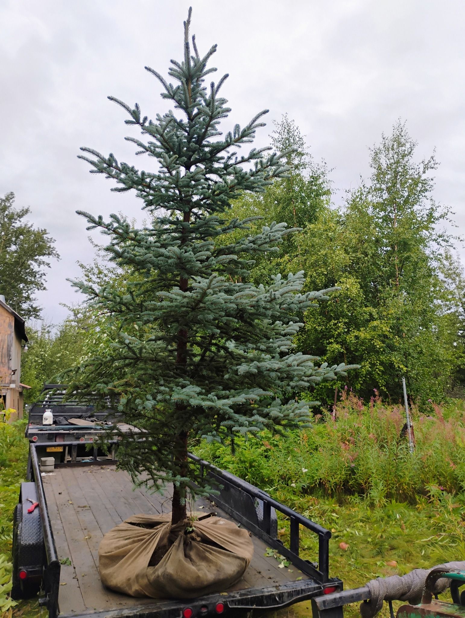 A large large Blue Spruce tree is sitting on top of a trailer.