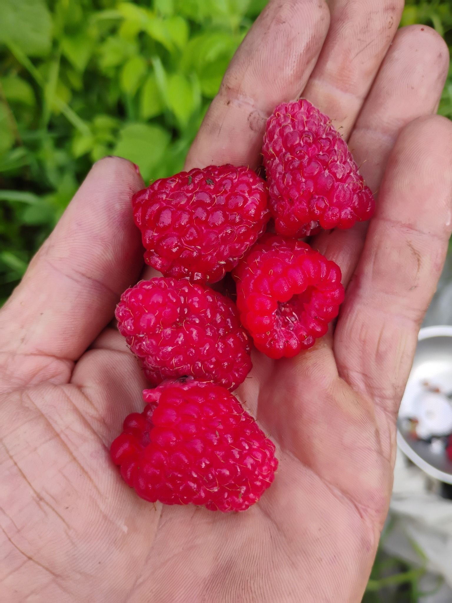 A person is holding a handful of Mammoth Red Raspberry in their hand.