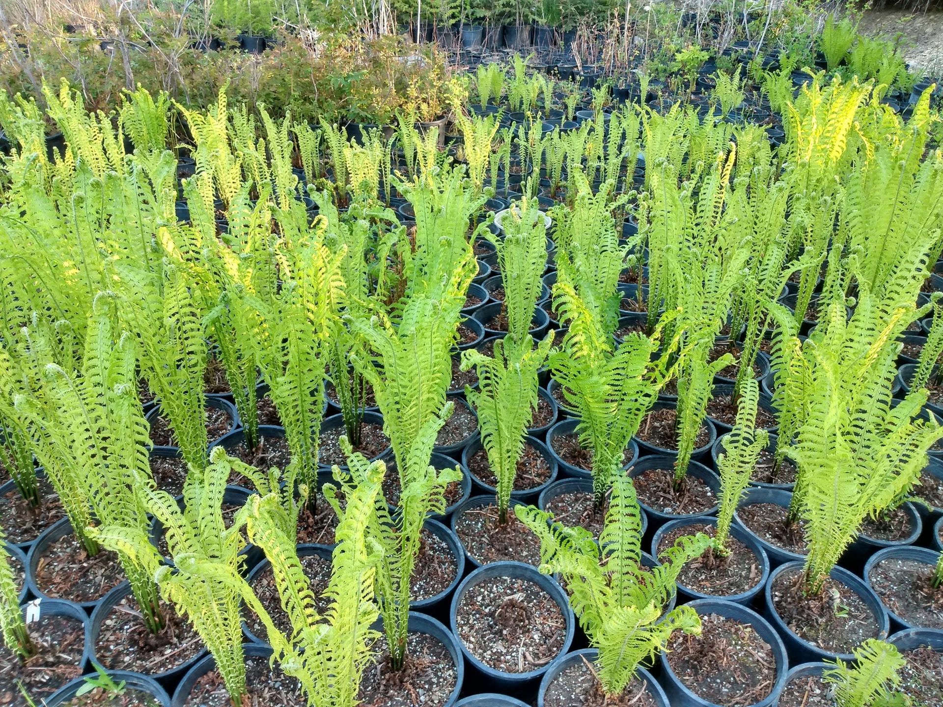 A bunch of fiddlehead ferns are growing in pots in a garden.