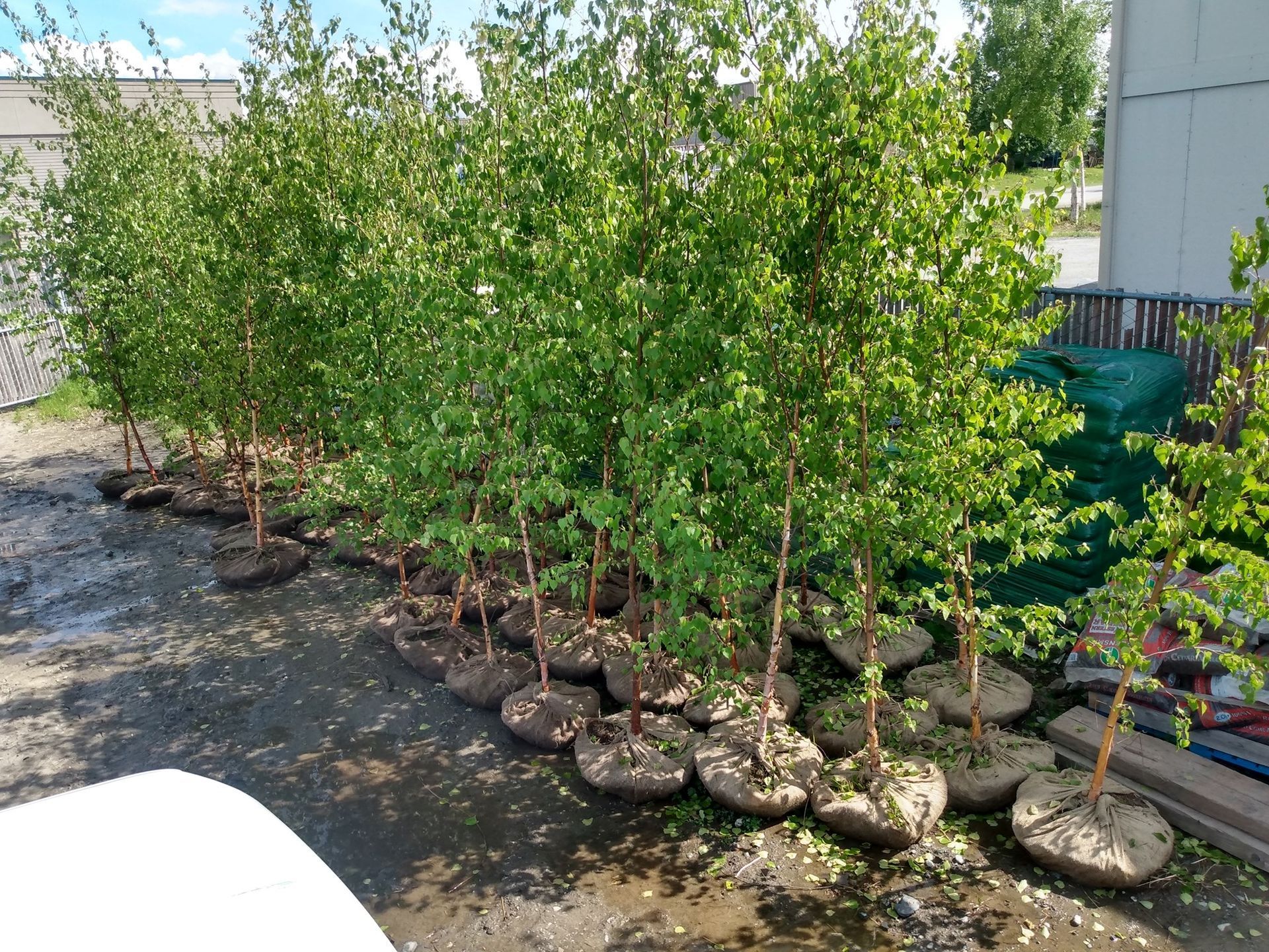 A row of trees sitting on top of a dirt field.