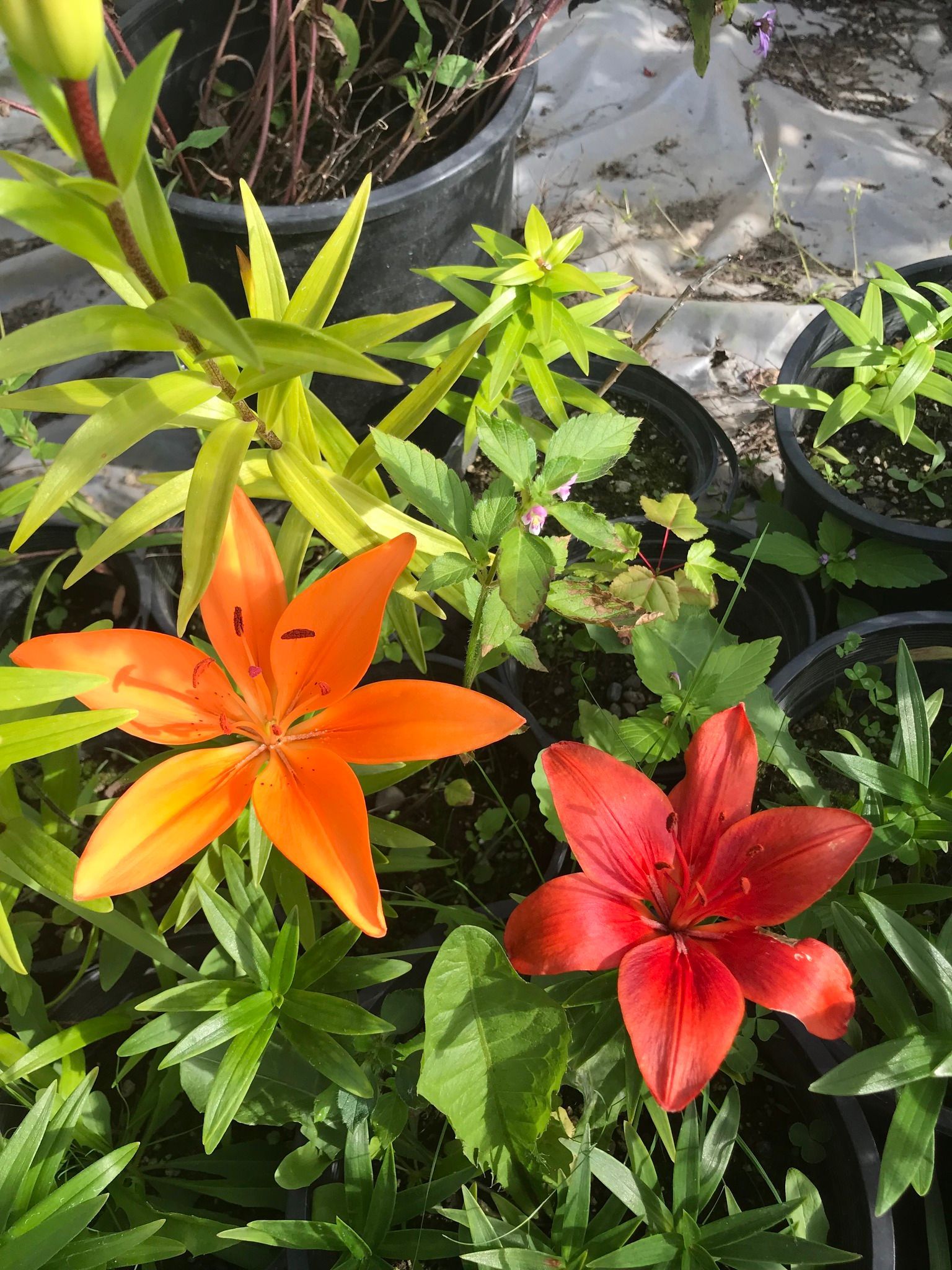 Many different types of perennial flowers in the garden.