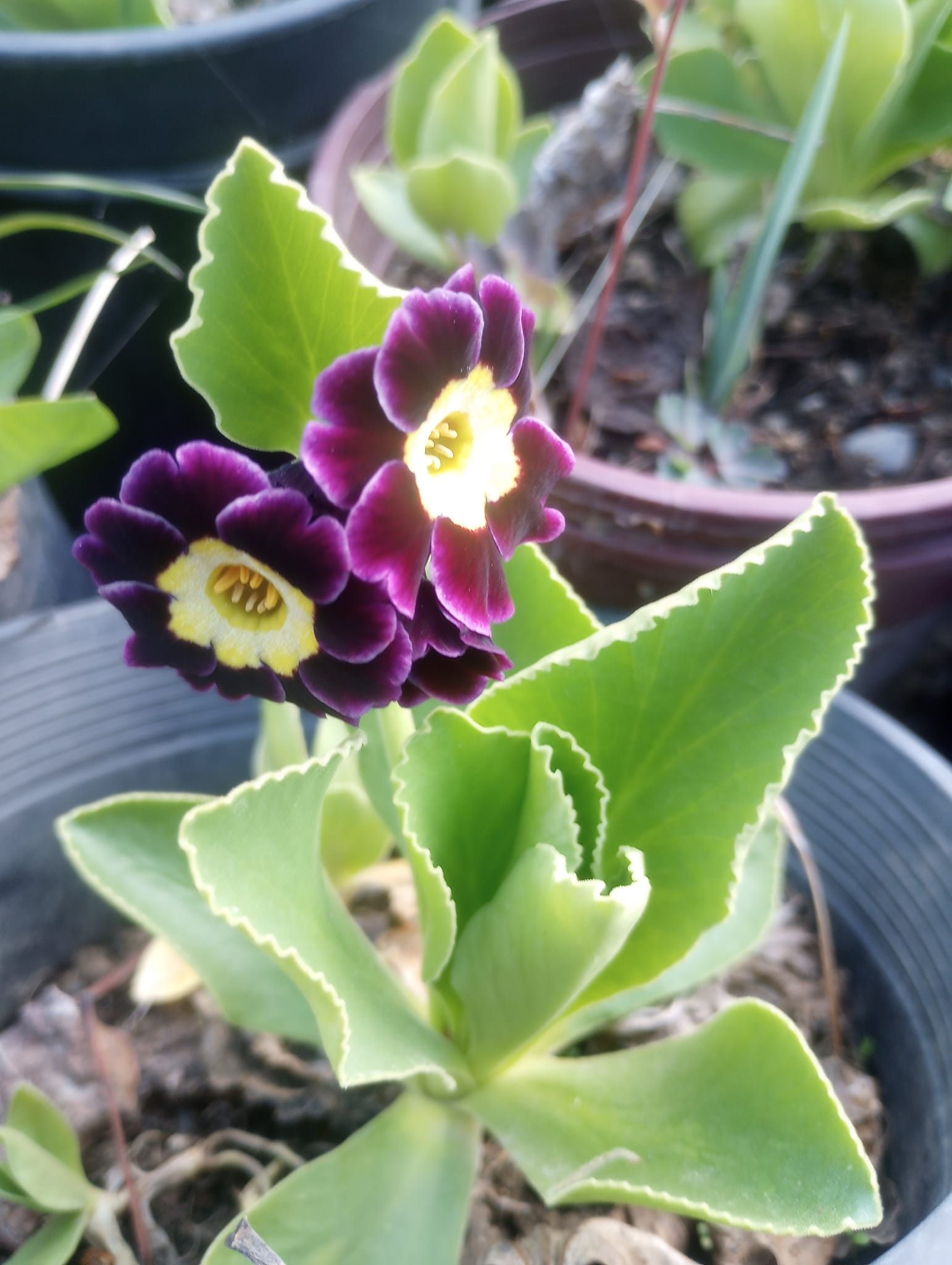 A purple flower with a yellow center is surrounded by green leaves