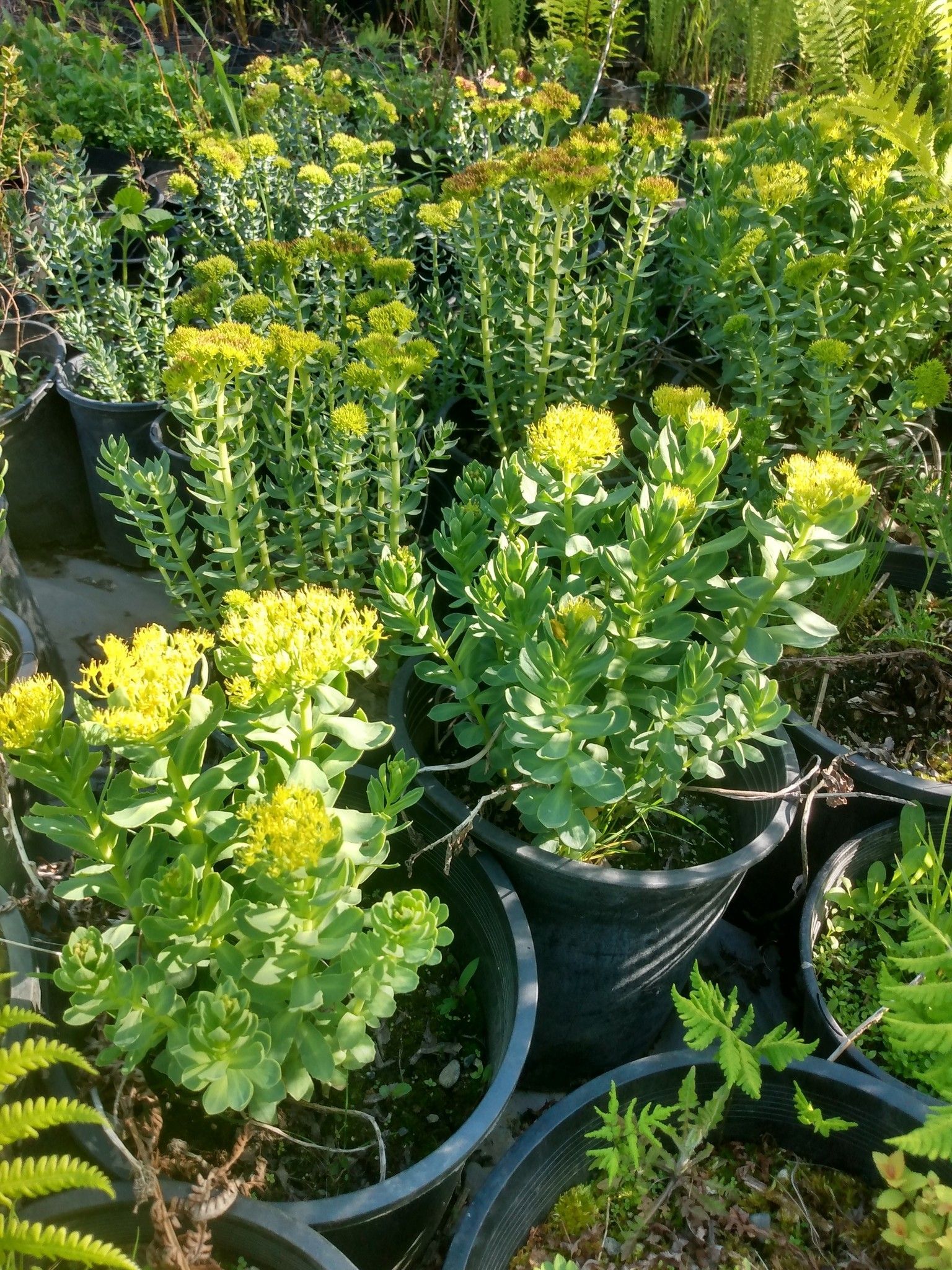 A bunch of potted plants with yellow flowers and green leaves