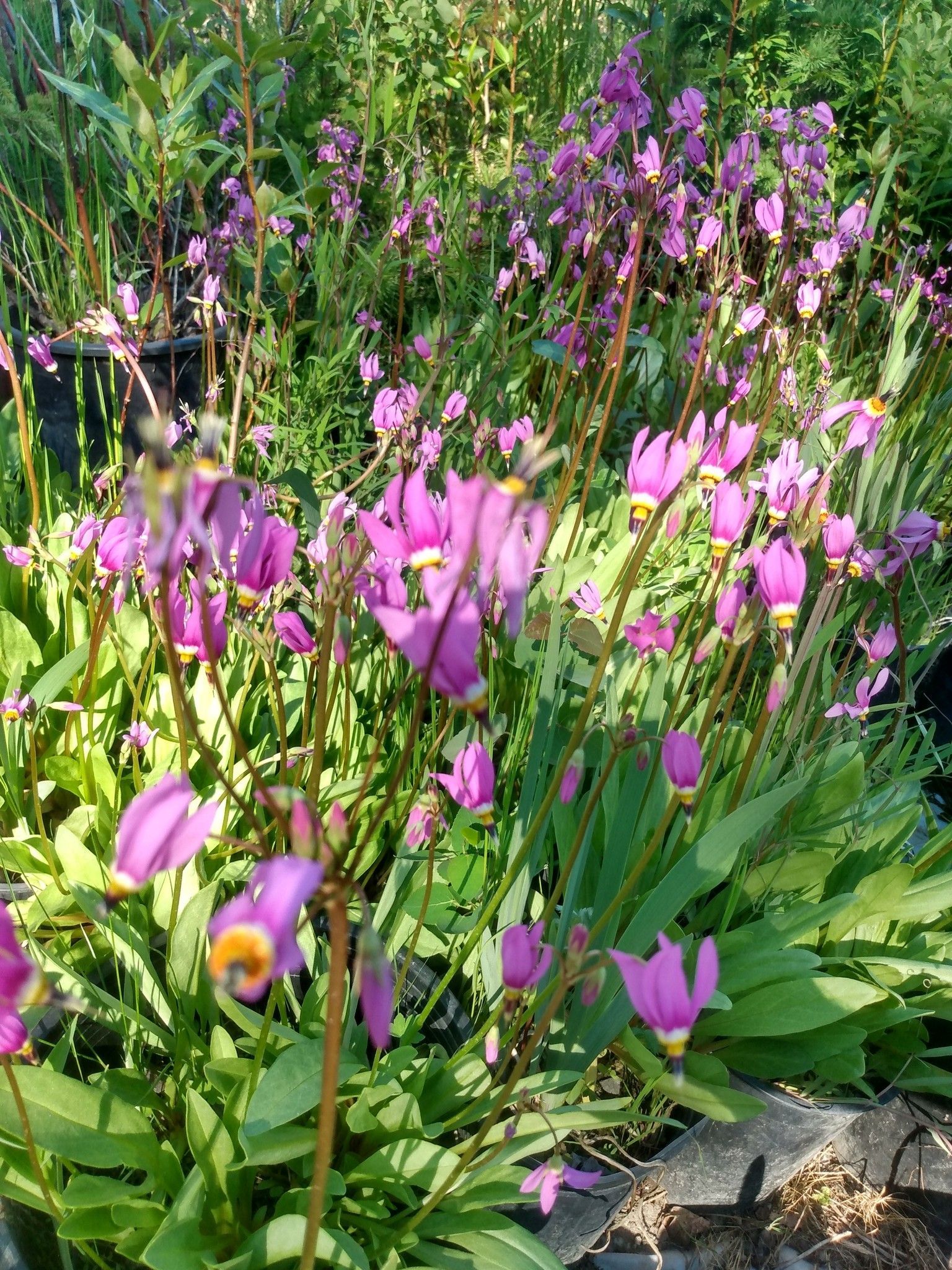 Shooting Star in a garden in Palmer