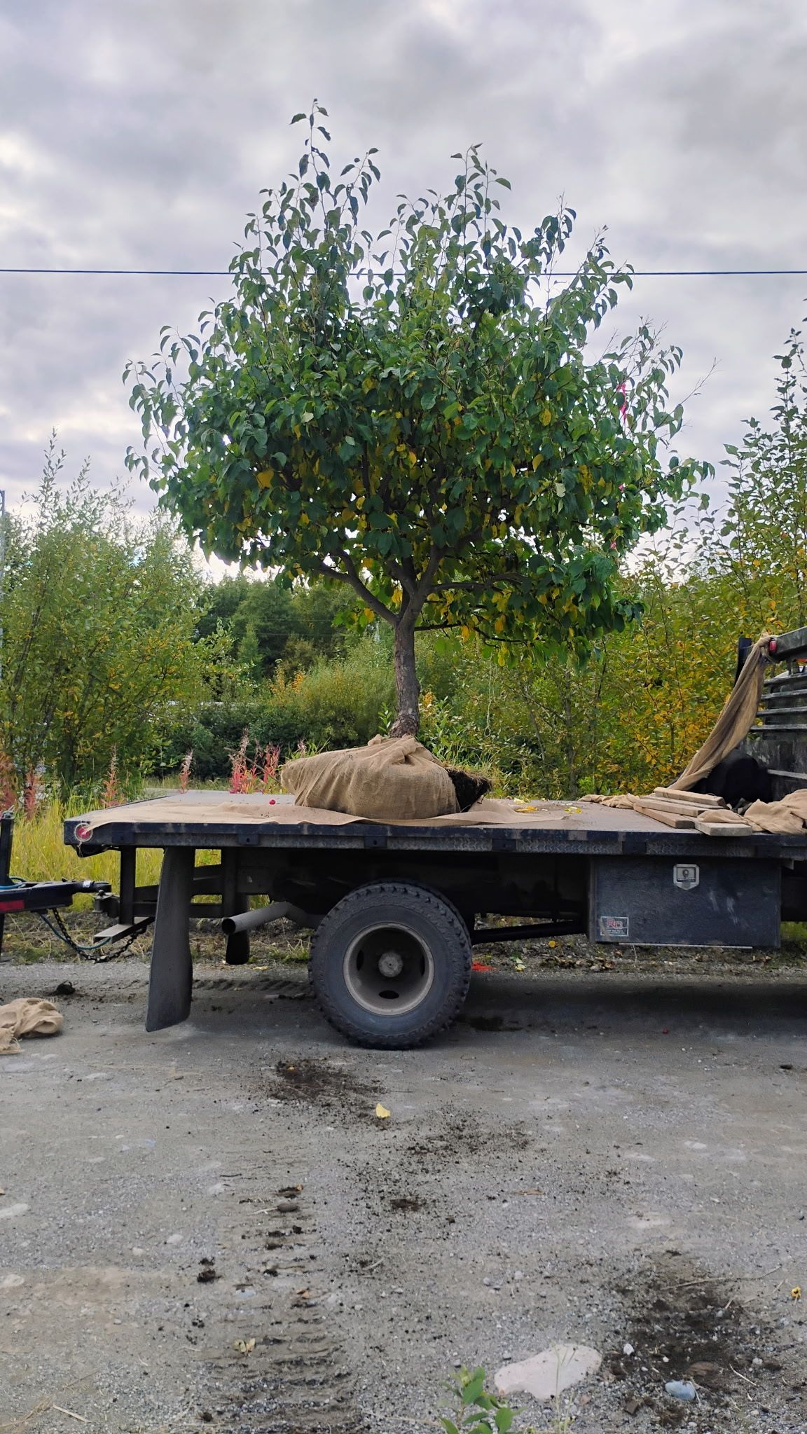 A large tree is sitting on top of a flatbed truck showing transplant service.