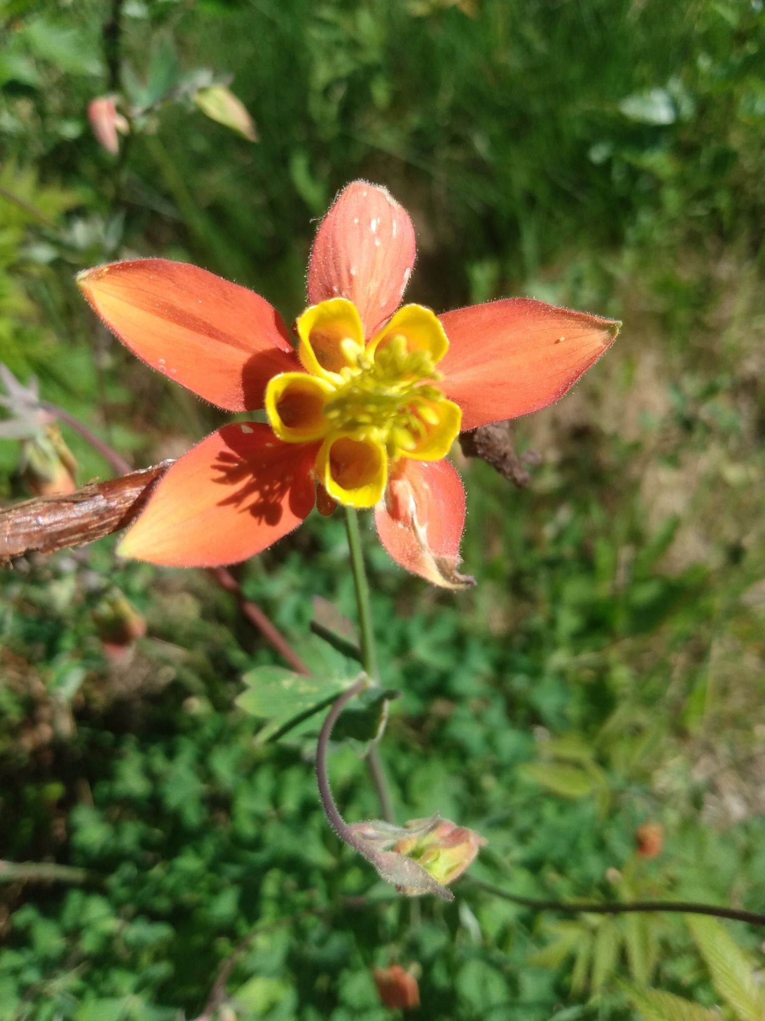 WesternColumbine Alaska flower.
