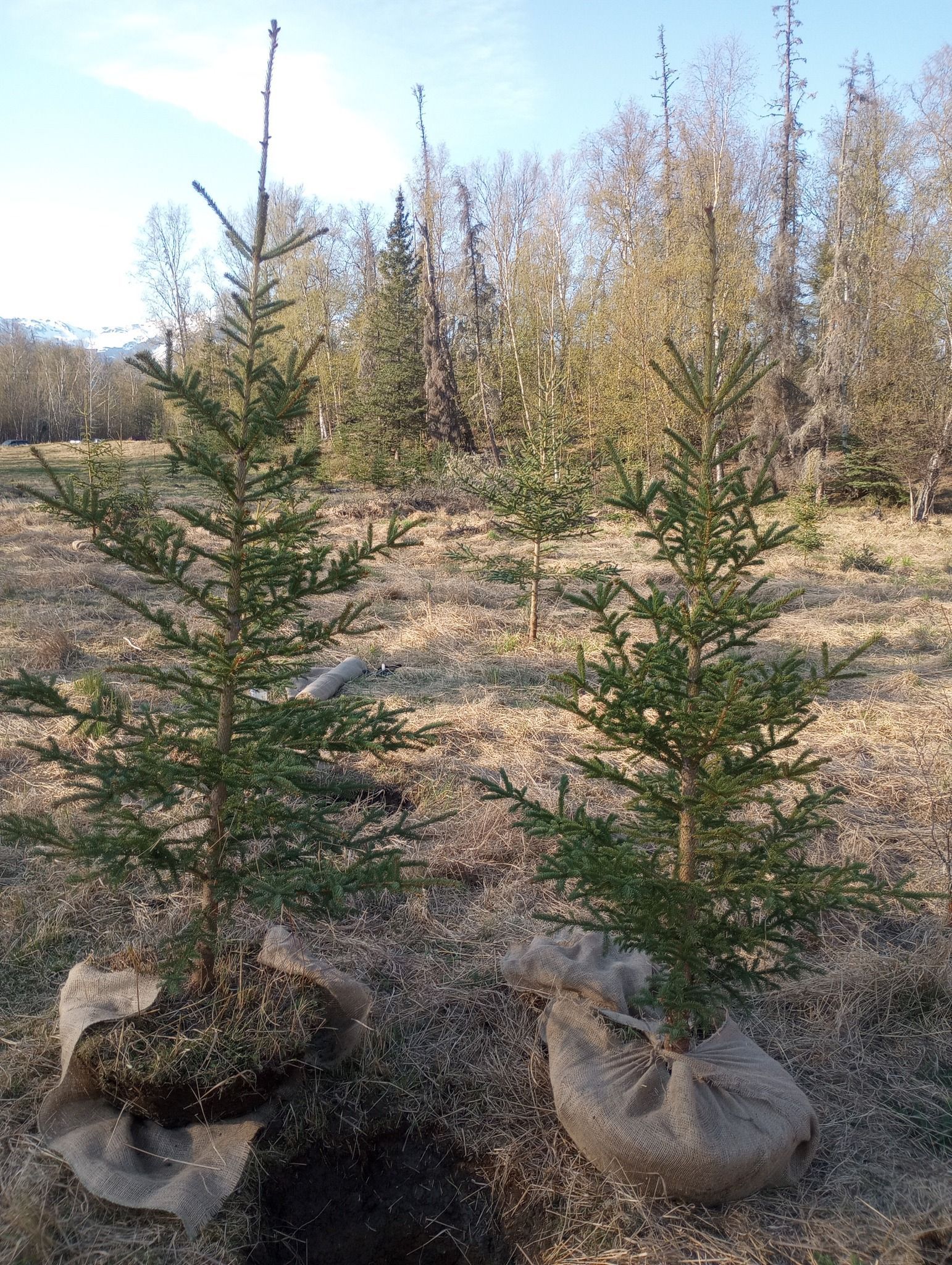 Two small christmas trees are growing in a field.