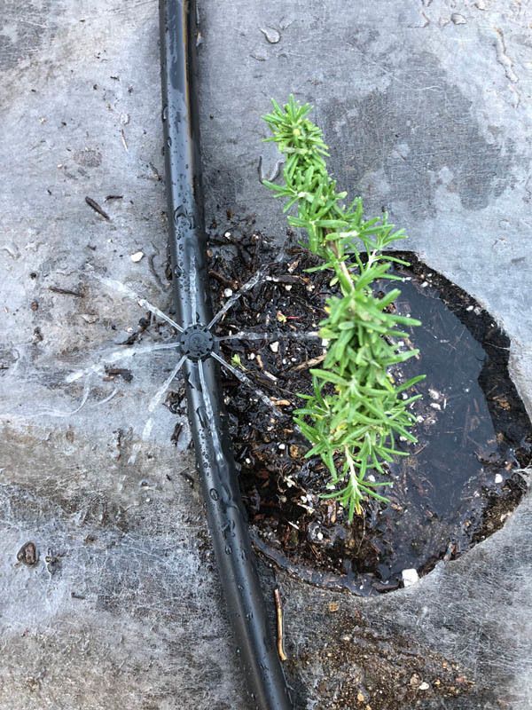 A small plant is growing in a pot next to a hose
