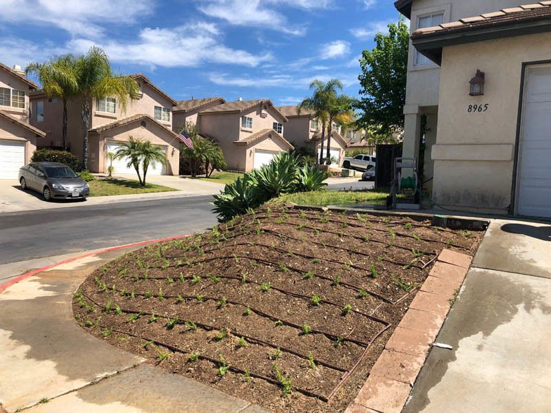 A garden in front of a house with a car parked in the driveway