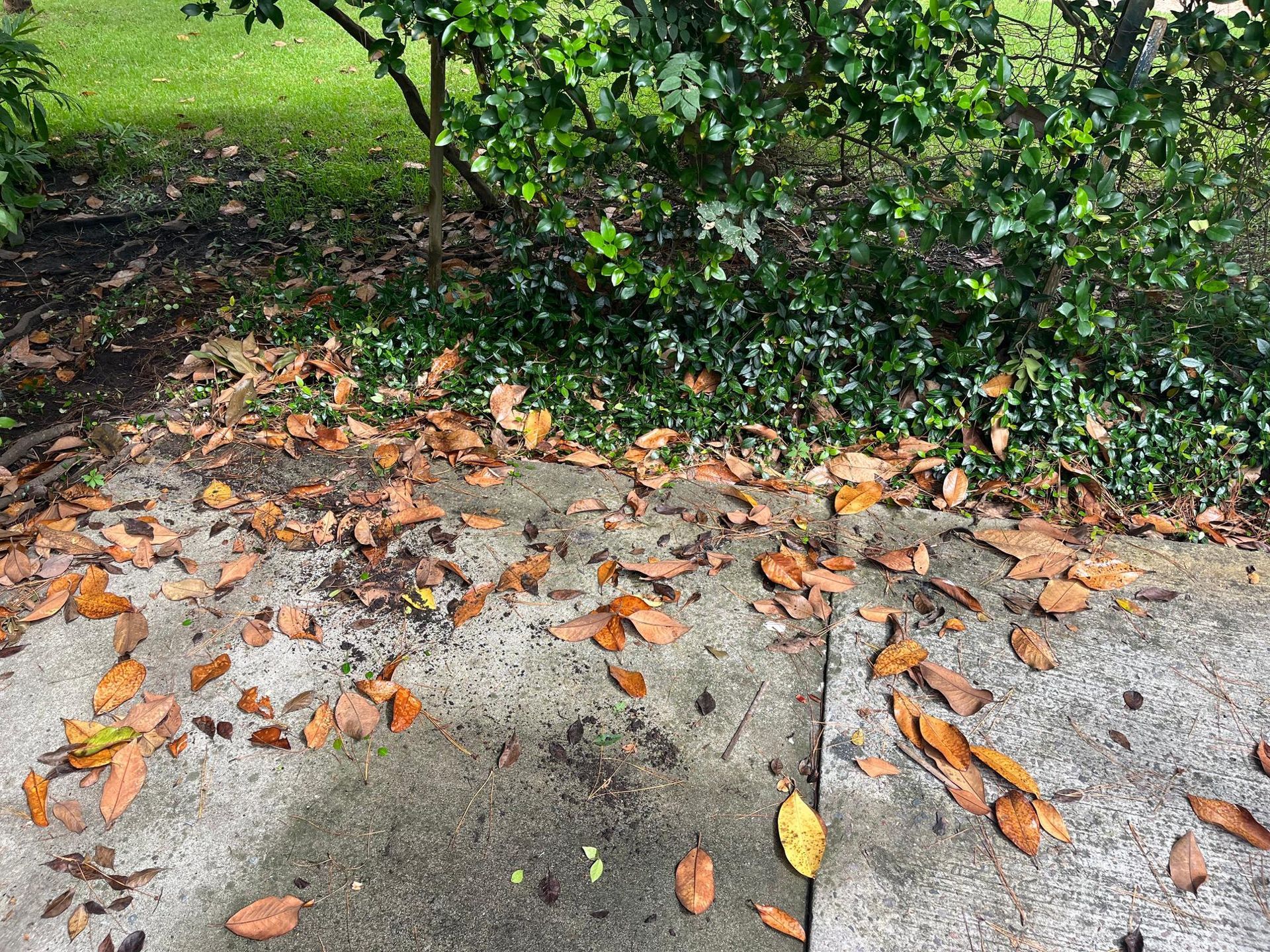 Brown leaves scattered on a concrete surface near green foliage in an outdoor setting.
