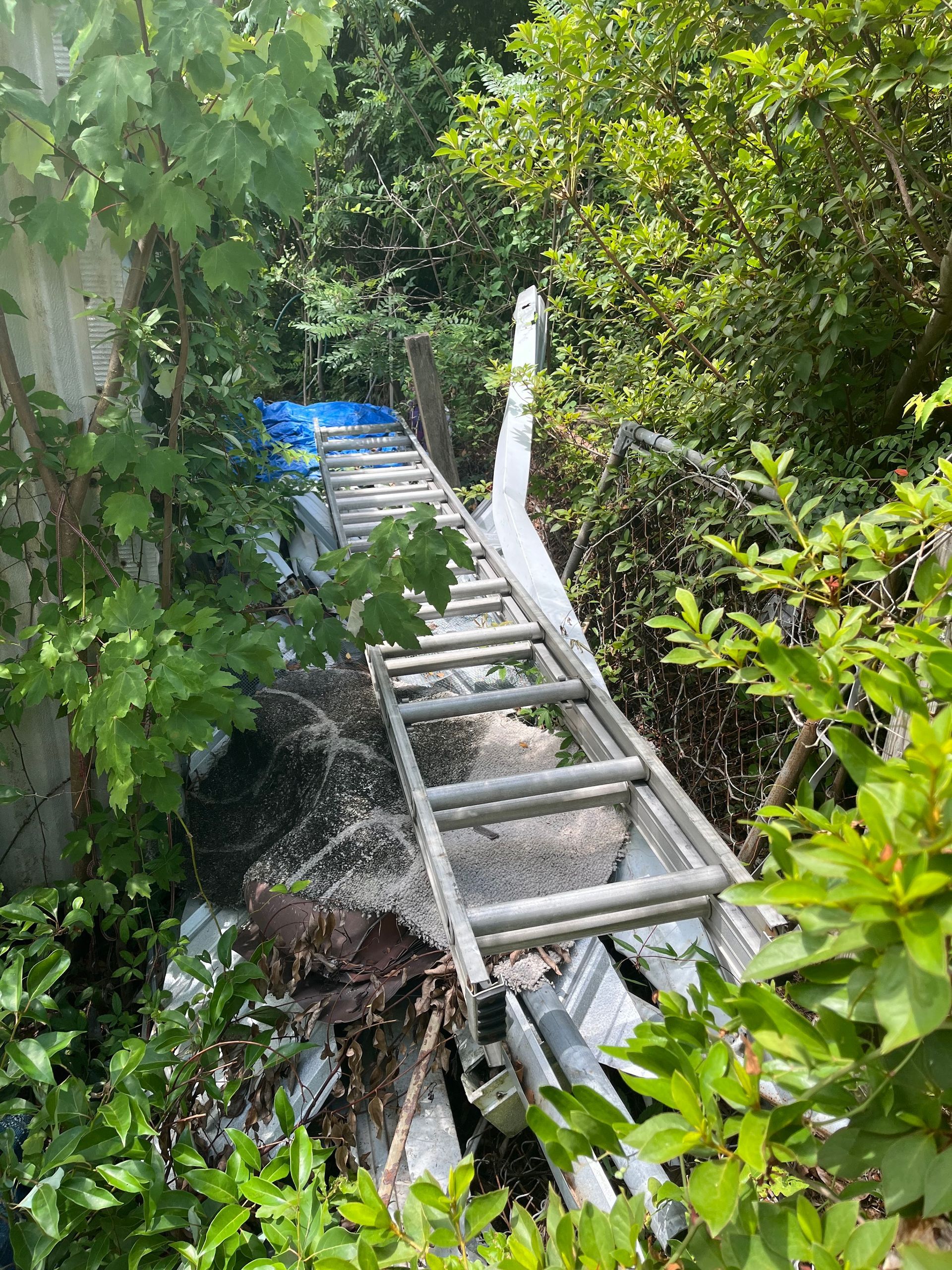 An old aluminum ladder leaning against overgrown vegetation. Green leaves and blue tarp are visible.