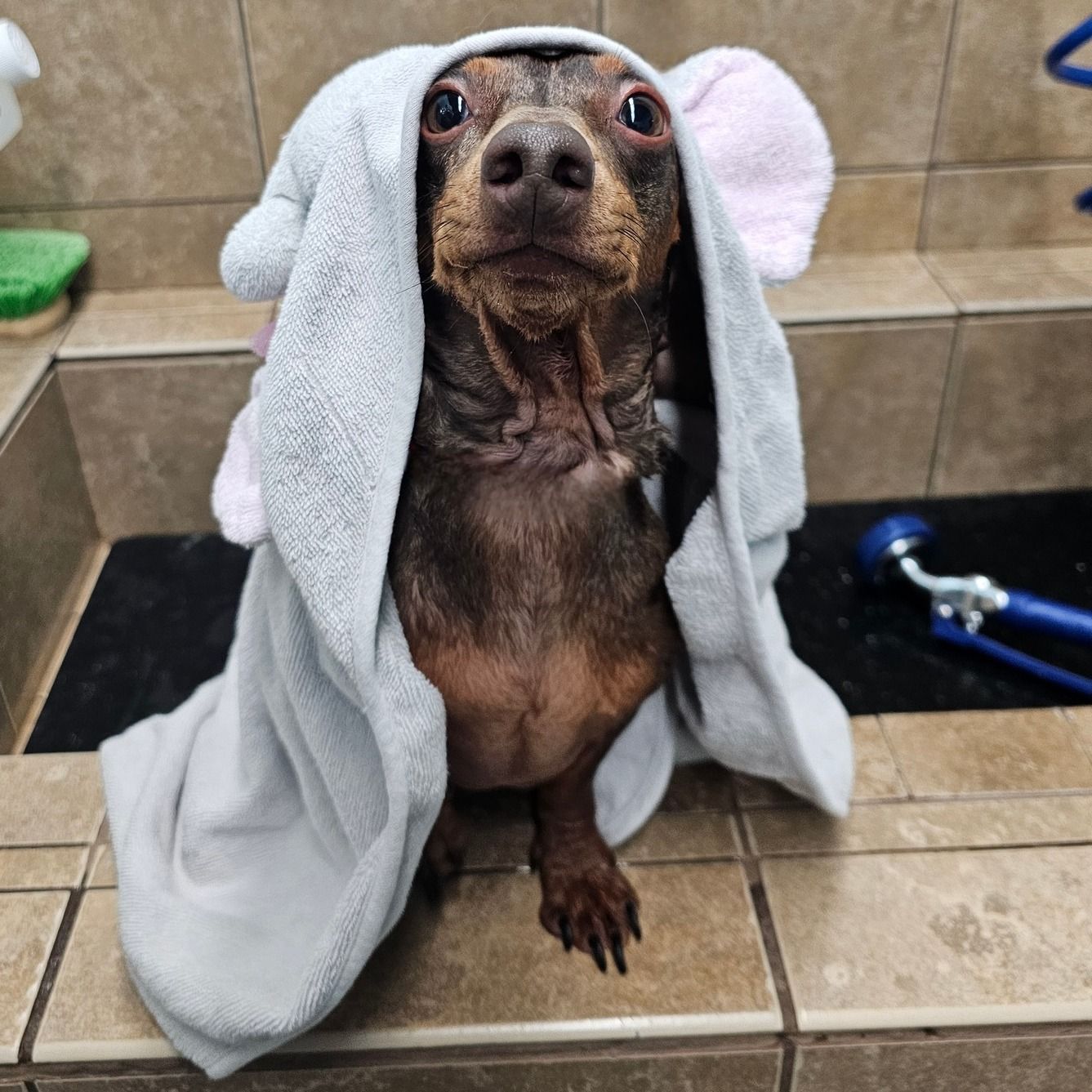 dog daycare