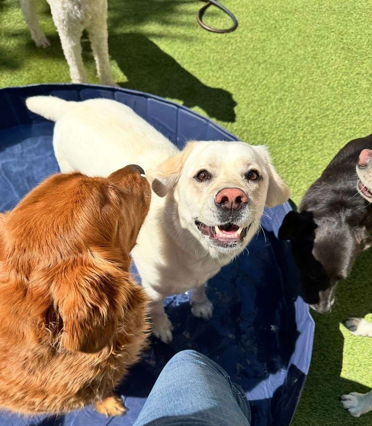 dog daycare