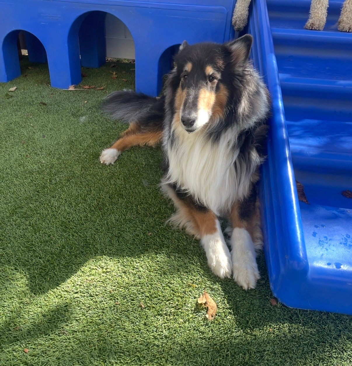 Dog Boarding