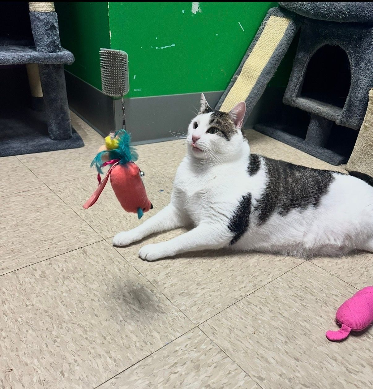 cat a la carte