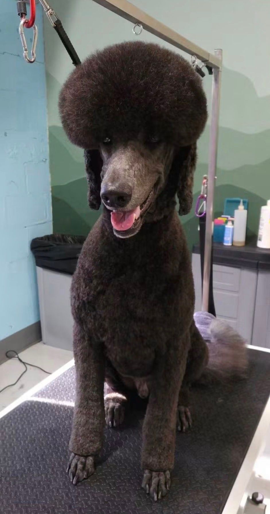 belmont grooming after