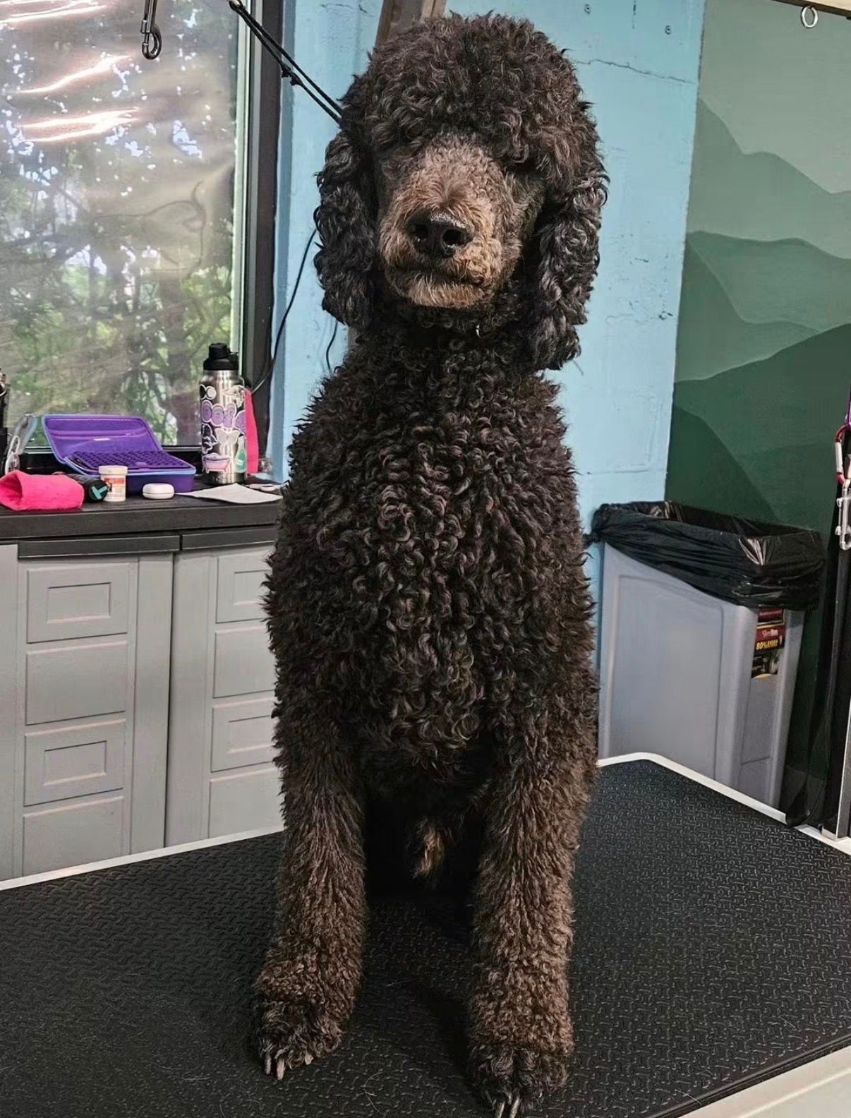 belmont grooming before