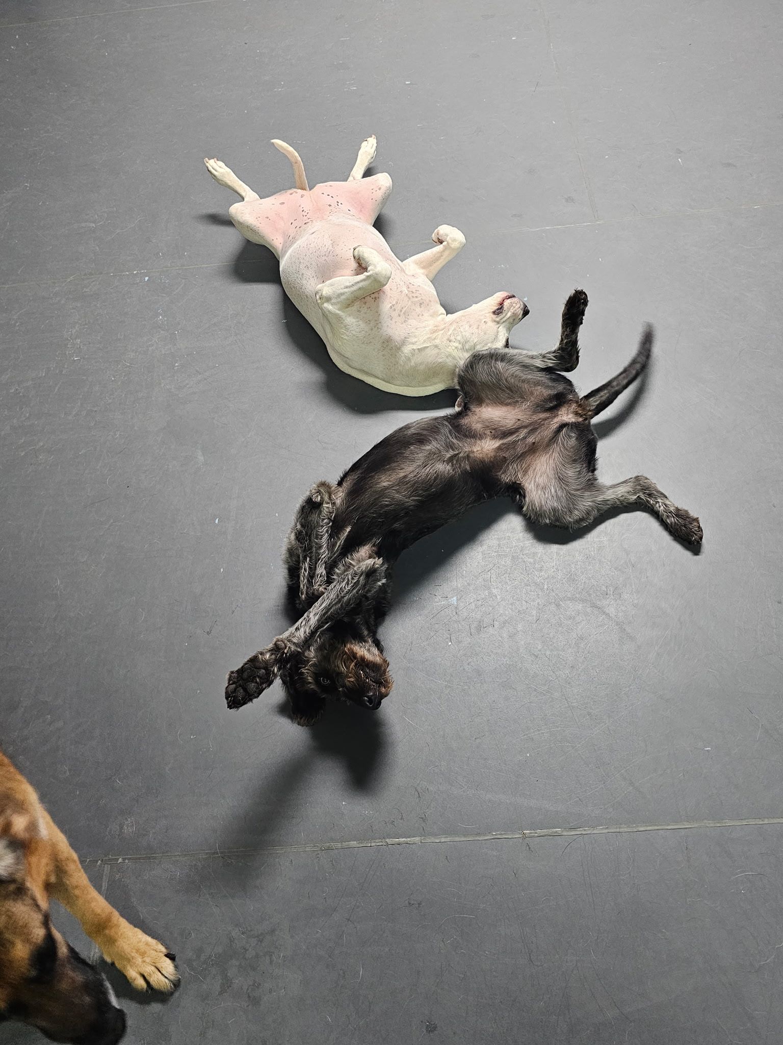 dog daycare
