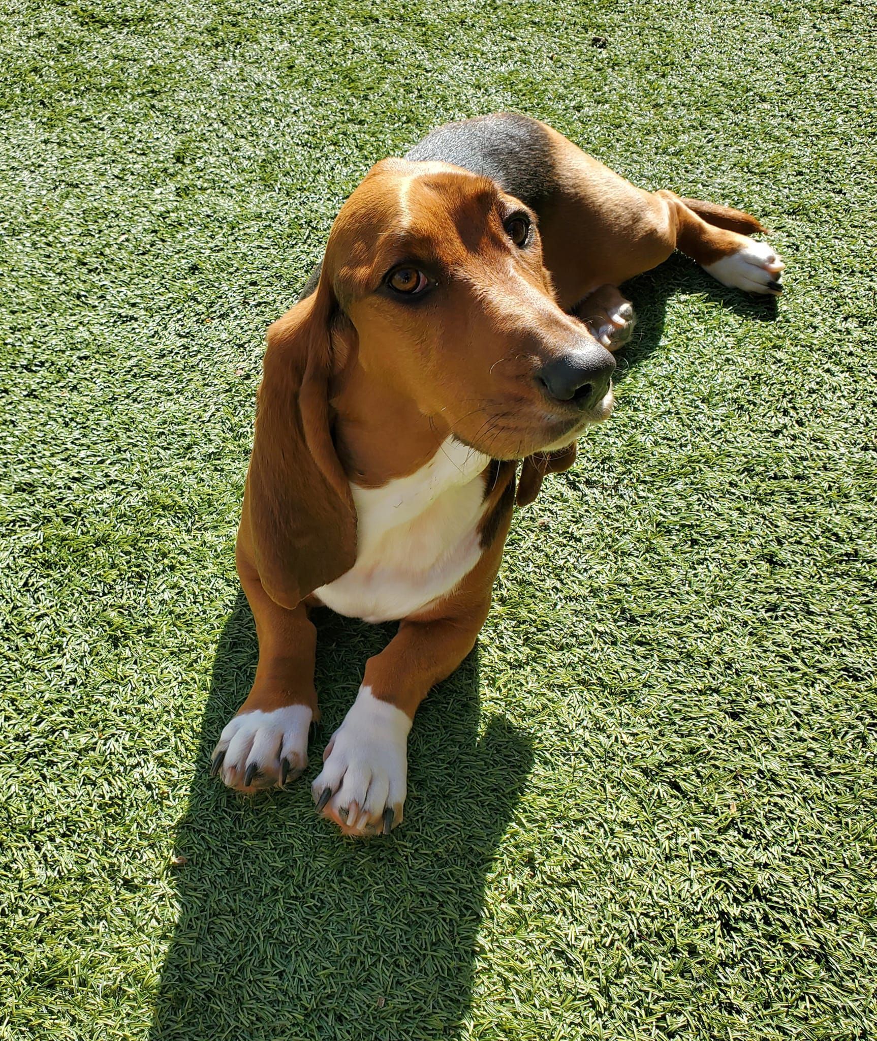 dog daycare