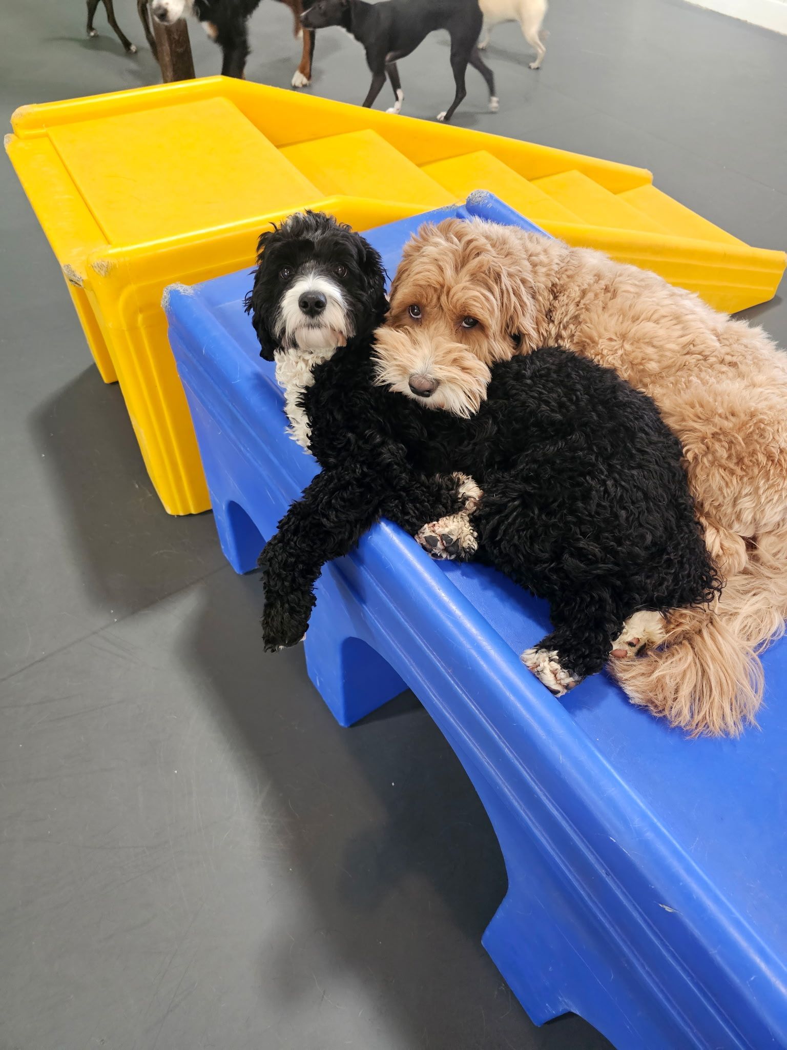 dog daycare