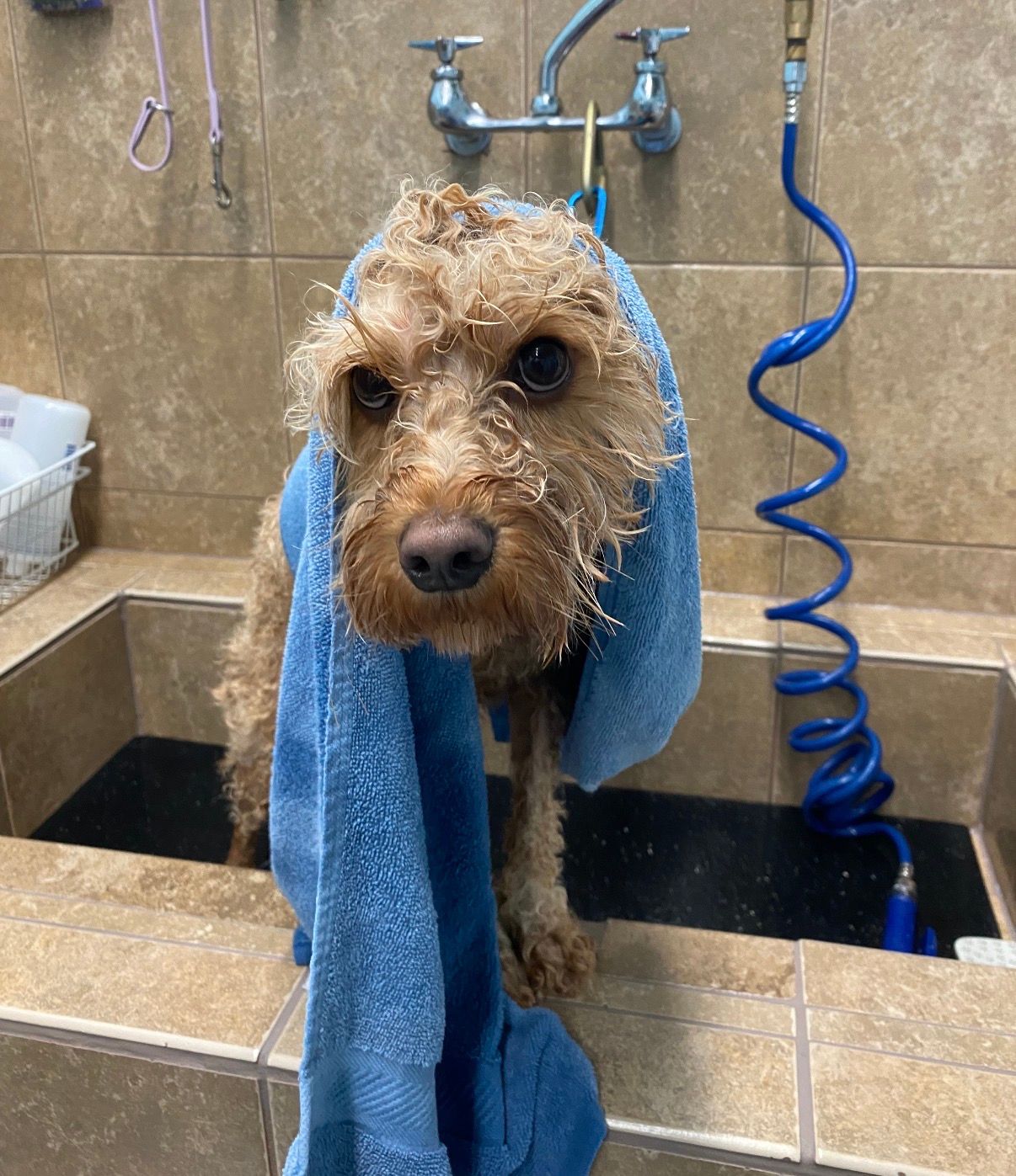 dog grooming