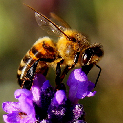Texas Wildflower Honey