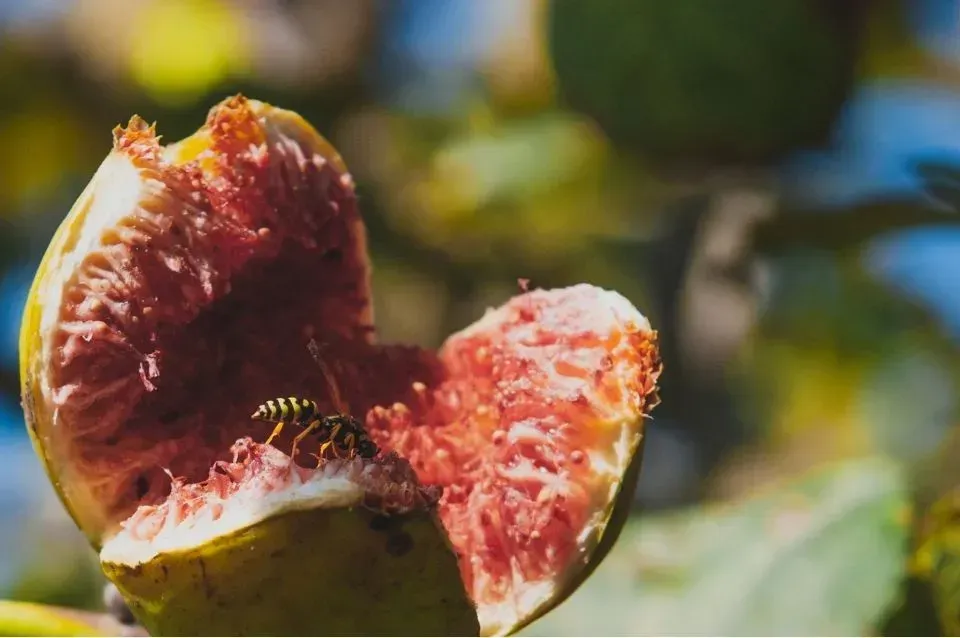 Une guêpe attirée par une figue pourrie tombée au sol dans un jardin.