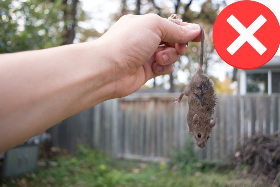 Respecter les règles de sécurité quand on attrape une souris pour éviter les blessures et les maladies. 