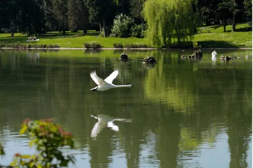 Un parc et un étang en pleine ville, riches en biodiversité, faisant naturellement concurrence aux pigeons
