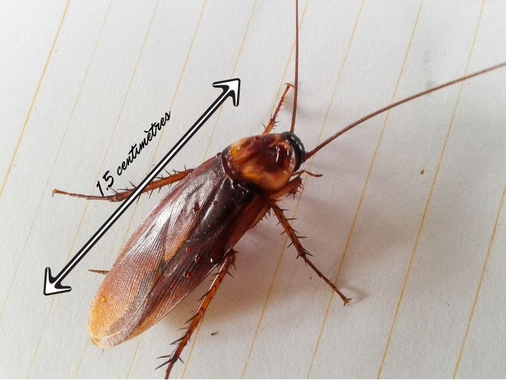 Caractéristiques physiques de la blatte germanique et du cafard.