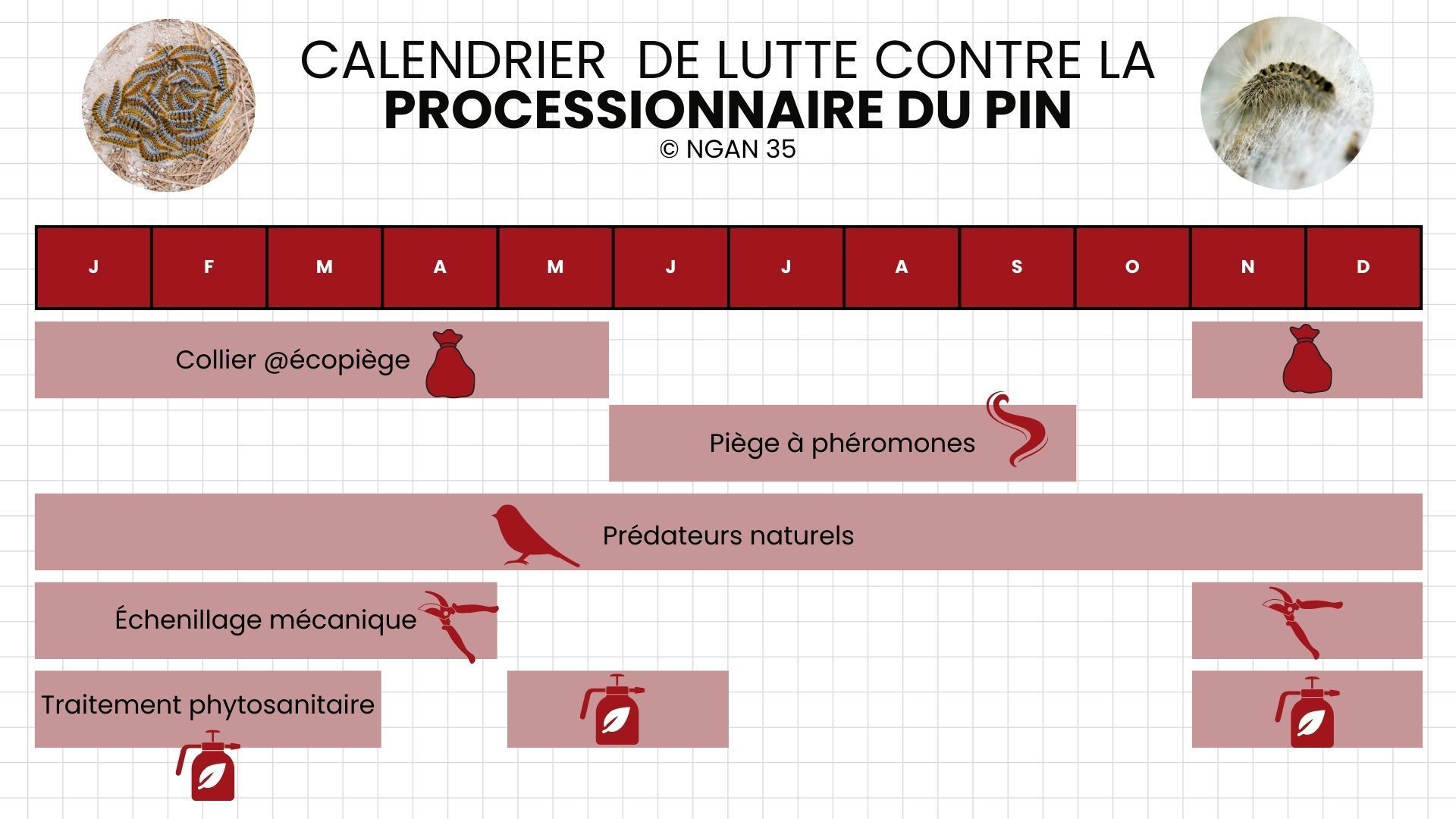 Infographie récapitulative des périodes propices pour utiliser les différentes techniques d'échenillage