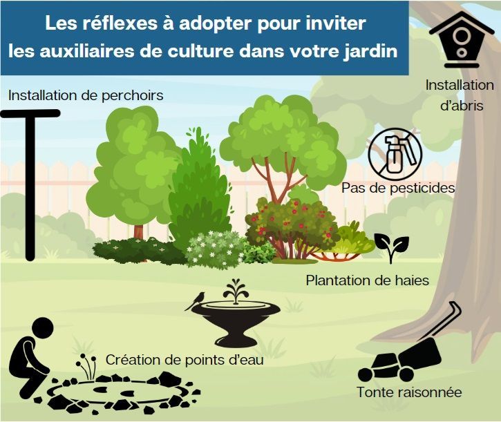 Comment aménager son jardin pour attirer les auxiliaires de culture et les prédateurs naturels : exemples d'installations à prévoir dans les espaces verts. 