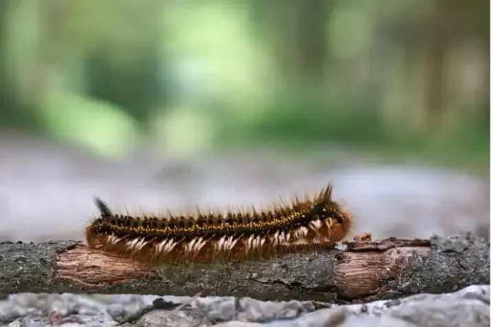 Une chenille processionnaire urticante en gros plan