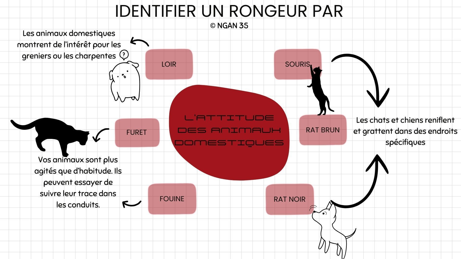 Infographie sur les comportements à observer chez les chats et les chiens pour détecter la présence et la localisation des rongeurs nuisibles